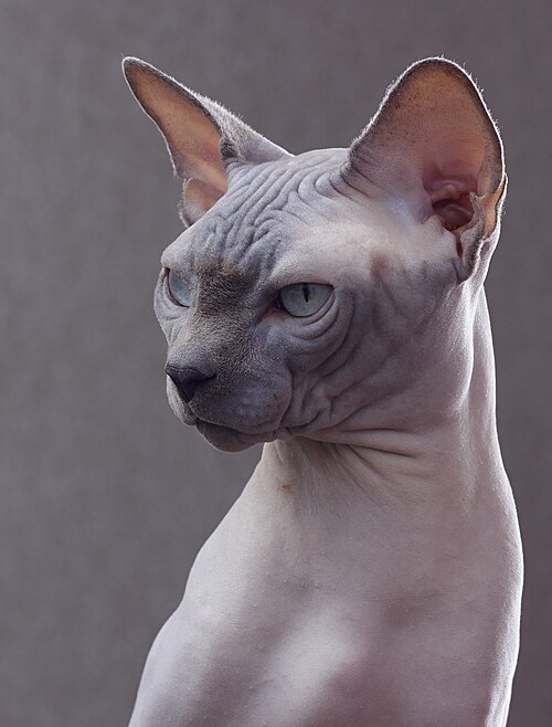 Canadian Sphynx cat, hairless with wrinkled skin and large ears